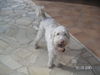 Labradoodle Hund