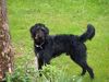 Labradoodle Hund