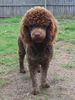 Labradoodle Hund