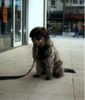 Labradoodle Hund