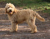 Labradoodle Hund