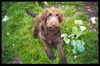 Labradoodle Hund