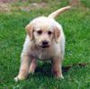 Labradoodle Hund