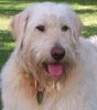 Labradoodle Hund