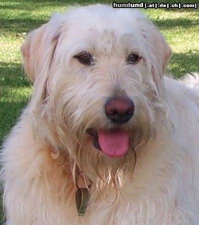 Labradoodle Valley View Dog Breeders Australia