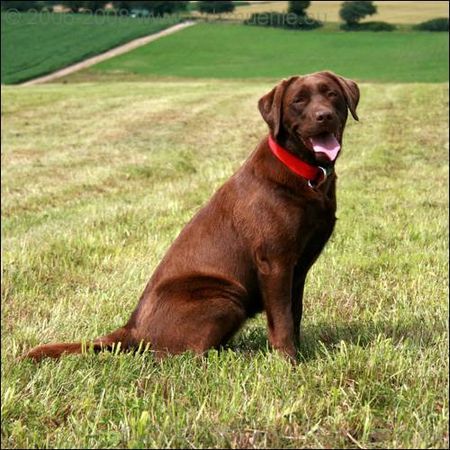 Labrador Retriever Hunde Foto 41874 Labrador Retriever