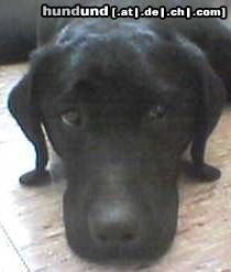 Labrador Retriever Hunde Foto 13487 Labrador Retriever ...war lieb, ehrlich!!!