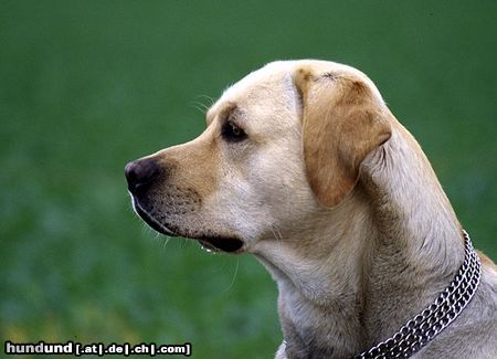 Labrador Retriever Hunde Foto 6151 Labrador Retriever Labrador Retriever Max