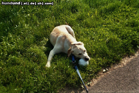 Labrador Retriever Hunde Foto 24861 in höherer Auflösung ansehen Labrador Retriever Gina 8 Monate