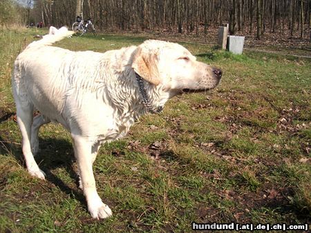 Labrador Retriever Hunde Foto 20078 Labrador Retriever
