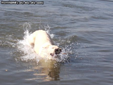 Labrador Retriever Hunde Foto 20079 Labrador Retriever