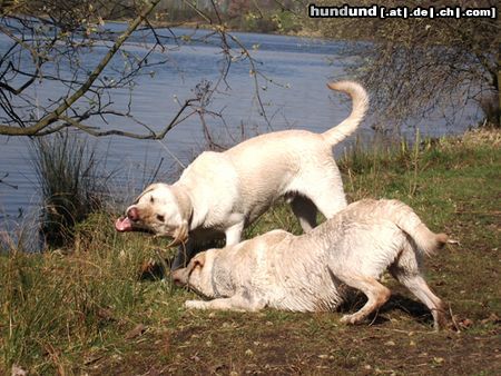 Labrador Retriever Hunde Foto 20080 Labrador Retriever
