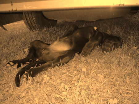 Labrador Retriever Hunde Foto 37766 in höherer Auflösung ansehen Labrador Retriever einfach mal faul sein.....