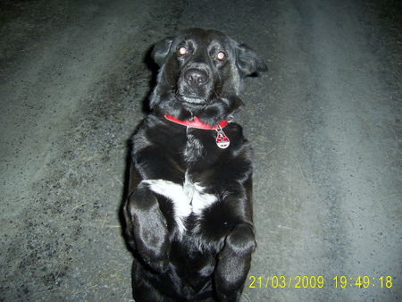 Labrador Retriever Hunde Foto 43955 in höherer Auflösung ansehen Labrador Retriever please at night
