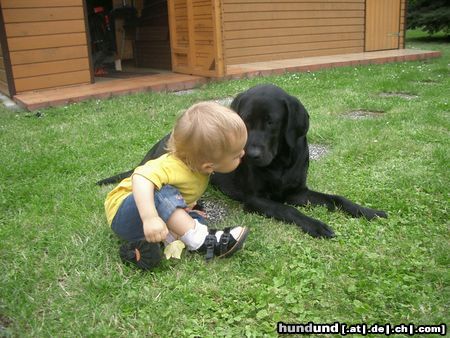 Labrador Retriever *knutschi*