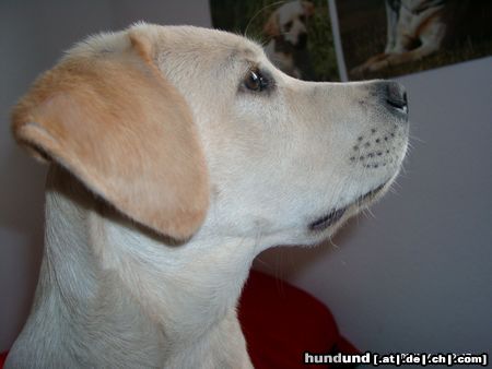 Labrador Retriever Hunde Foto 9239 Labrador Retriever Ein Blick aus dem Fenster