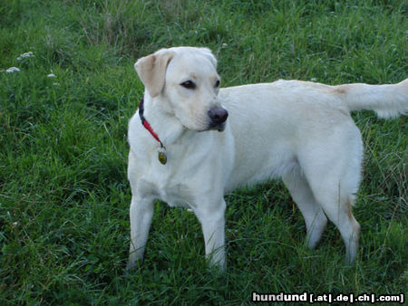 Labrador Retriever Hunde Foto 24203 Labrador Retriever Emma jetzt 1 Jahr alt