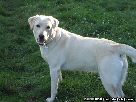 Labrador Retriever Hunde Foto 24204 Labrador Retriever Emma jetzt 1 Jahr alt