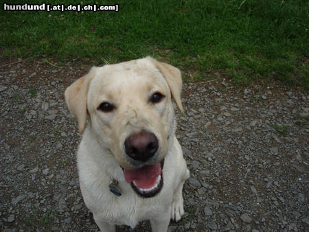 Labrador Retriever Hunde Foto 24205 Labrador Retriever Emma jetzt 1 Jahr alt