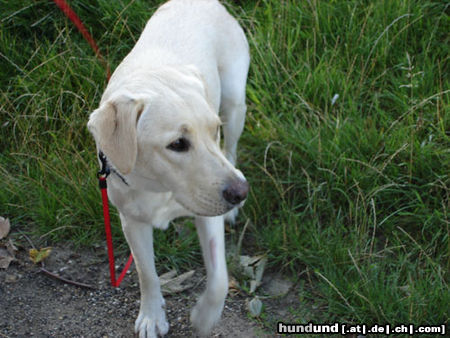 Labrador Retriever Hunde Foto 24206 Labrador Retriever Emma jetzt 1 Jahr alt