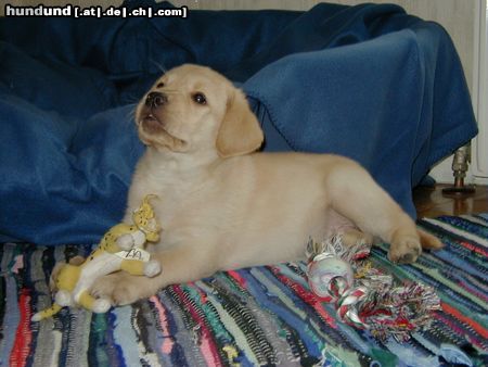 Labrador Retriever sammy wird beim Spielen gestört *g*