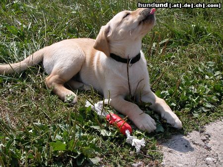Labrador Retriever Hunde Foto 17346 in höherer Auflösung ansehen Labrador Retriever Skill