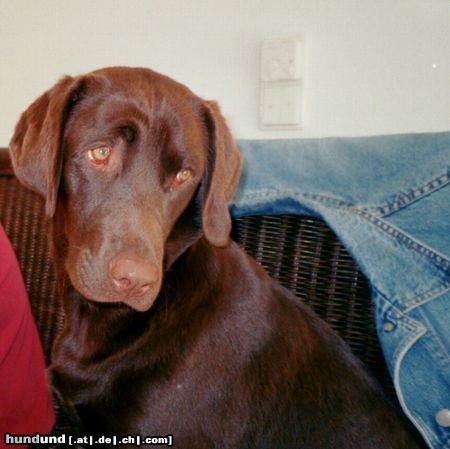 Labrador Retriever das Frühstück ist aber mager ausgefallen