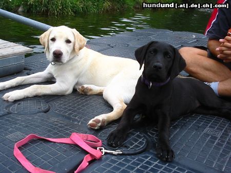 Labrador Retriever Bruno & Casha