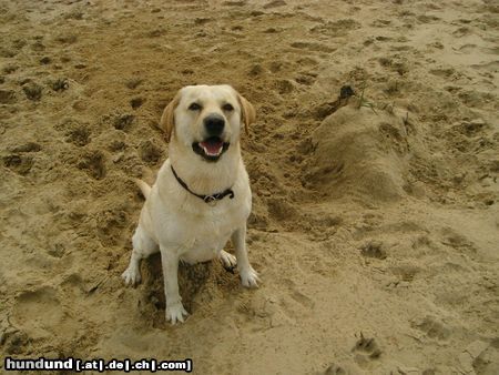 Labrador Retriever Franjo 3 Jahre