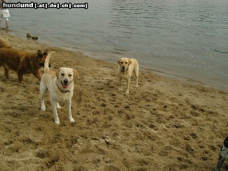 Labrador Retriever Franjo und Joschi