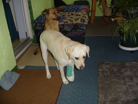 Labrador Retriever Hunde Foto 27784 in höherer Auflösung ansehen Labrador Retriever Lady hatte sich eine Zehe gebrochen