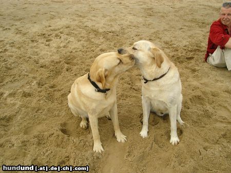 Labrador Retriever Franjo und Joschi