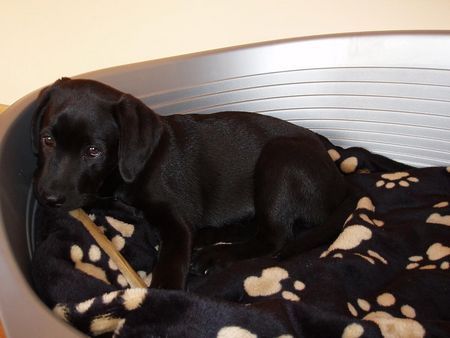 Labrador Retriever Hunde Foto 42696 Labrador Retriever Luna - aus der Zucht \\