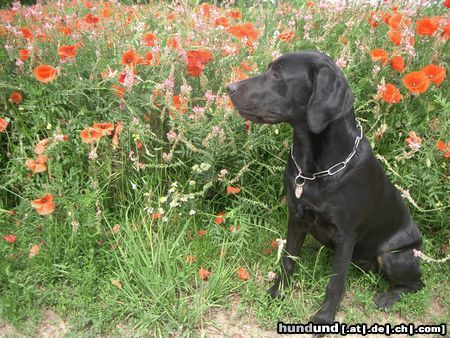 Labrador Retriever Kira 33 Wochen