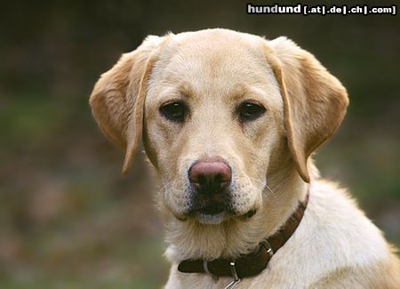 Labrador Retriever Hunde Foto 8185 Labrador Retriever 4 1/2 Monate alte Hündin in einer Anfängergruppe auf dem Hundeplatz