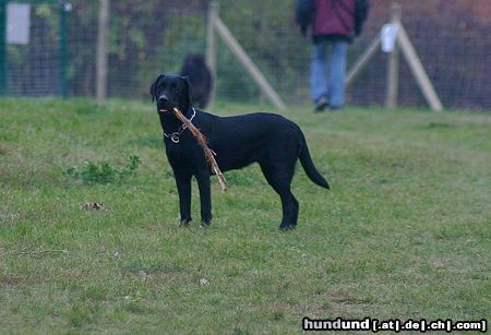 Labrador Retriever Hunde Foto 26714 in höherer Auflösung ansehen Labrador Retriever WB 01.11.05