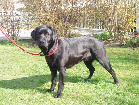 Labrador Retriever Hunde Foto 42270 Labrador Retriever