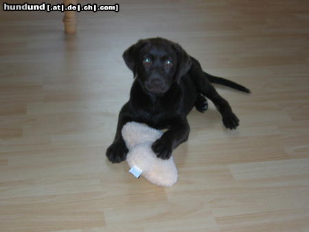 Labrador Retriever Hunde Foto 26726 Labrador Retriever Enny, 4Monate