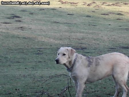 Labrador Retriever Hunde Foto 18473 Labrador Retriever 7 Monate und alle liebst