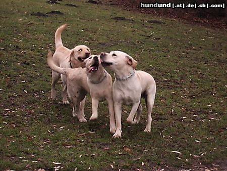 Labrador Retriever Hunde Foto 18474 Labrador Retriever Emma mit Freunden