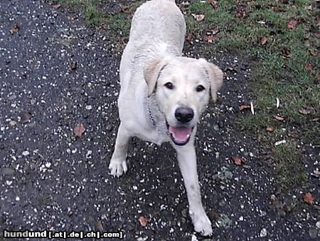 Labrador Retriever Hunde Foto 18475 Labrador Retriever Emma