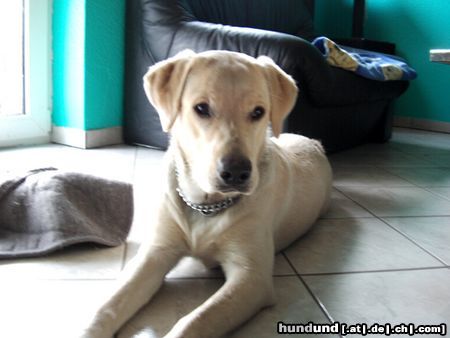 Labrador Retriever
