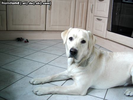 Labrador Retriever Hunde Foto 20373 Labrador Retriever
