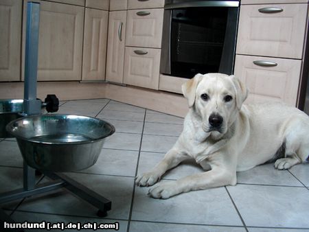 Labrador Retriever Hunde Foto 20374 Labrador Retriever