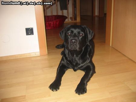 Labrador Retriever Timmy 1 Jahr