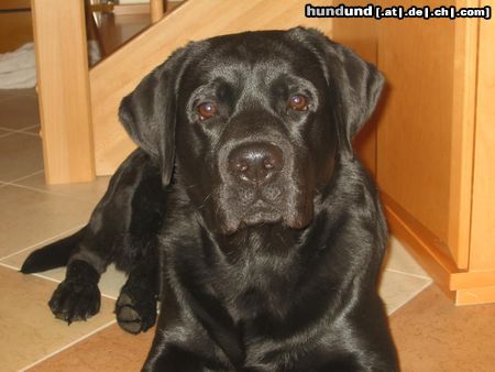 Labrador Retriever Timmy 1 Jahr