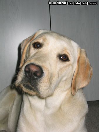 Labrador Retriever Hunde Foto 5123 Labrador Retriever Labrador Retriever Hündin 9 Monate