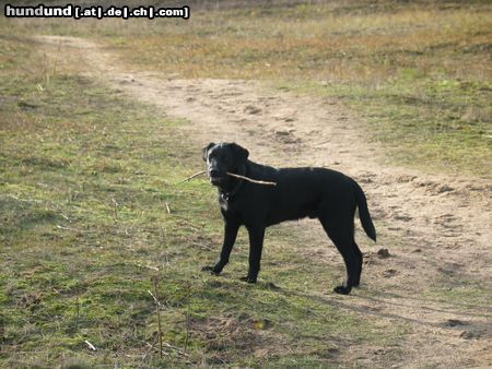Labrador Retriever Santos aus Viernheim