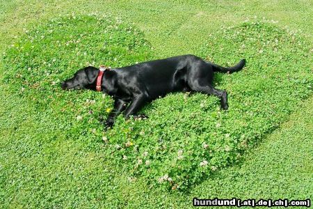 Labrador Retriever Hunde Foto 23974 in höherer Auflösung ansehen Labrador Retriever mein Herz
