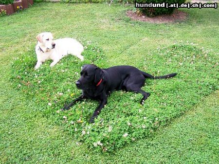 Labrador Retriever Hunde Foto 23975 in höherer Auflösung ansehen Labrador Retriever drei Herzchen